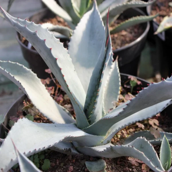 AGAVE americana ssp. protoamericana