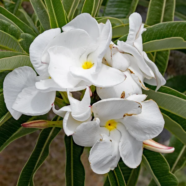 Floraison du Pachypodium Lamerei