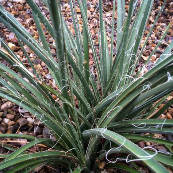 Hesperaloe parviflora