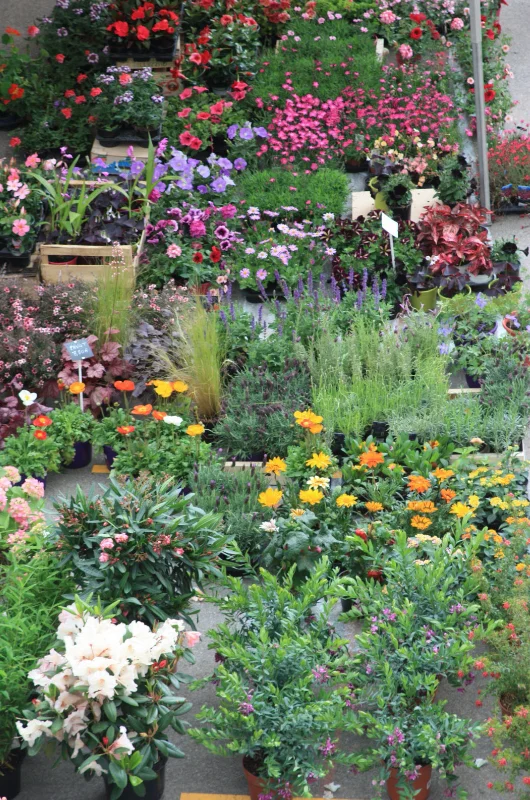 Marché aux fleurs et aux saveurs à Saint-Didier-au-Mont-d'Or 
