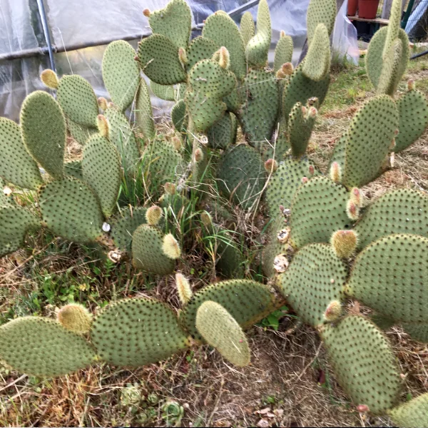 Opuntia scheerii