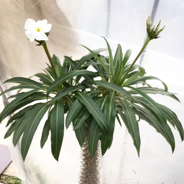 Pachypodium Lamerei