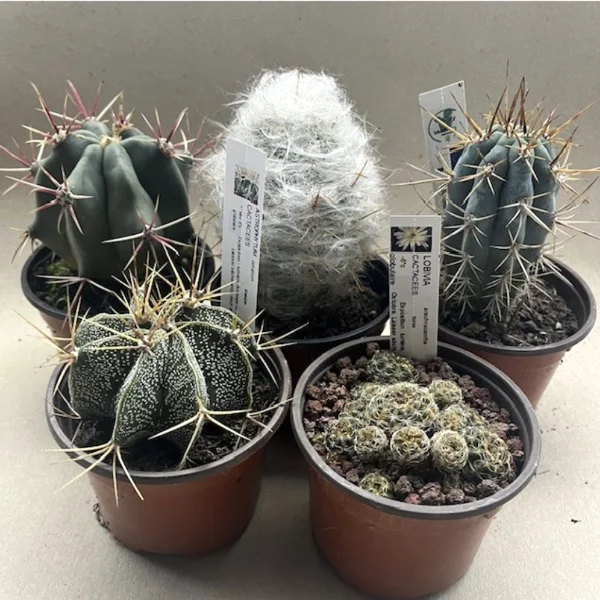 Pack de 5 cactus