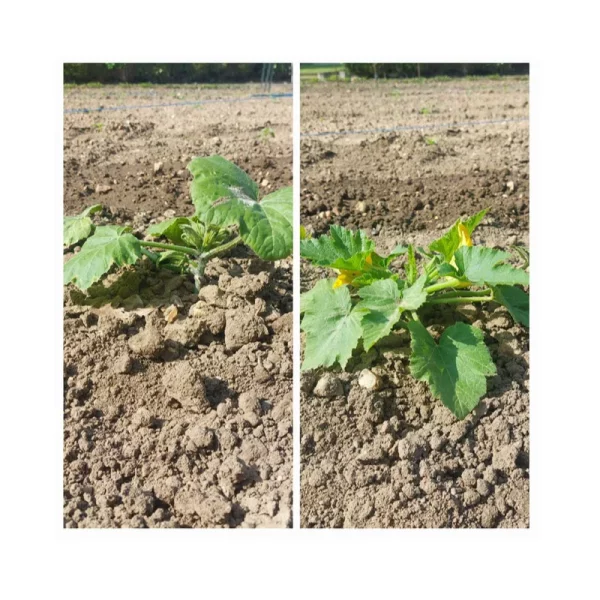 Bienfaits de TERSEN liquide sur les courgettes