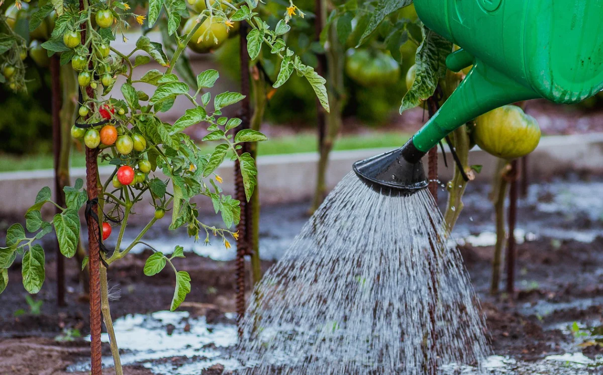 Que faire en juillet au jardin