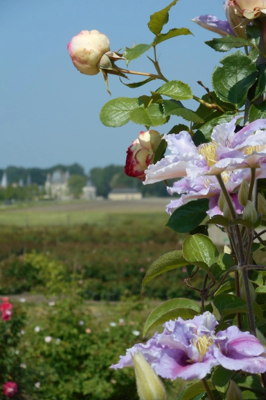 Portes ouvertes aux Pépinières Les Roses Anciennes d'André Eve