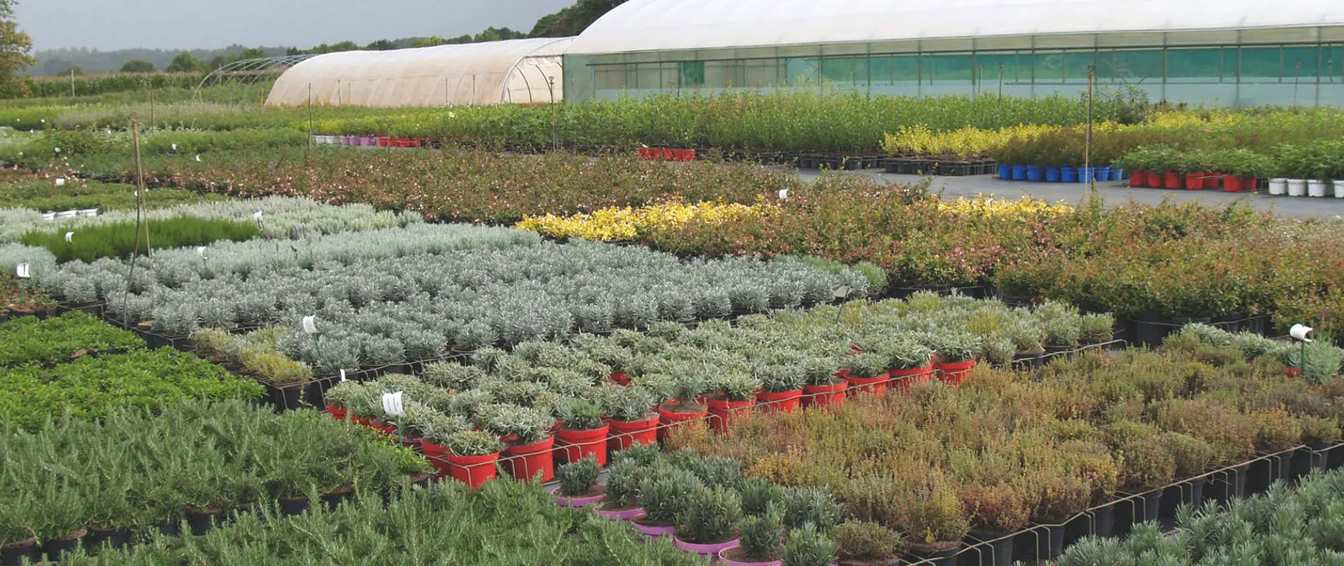 Professionnels du jardin, les Choux-Choux