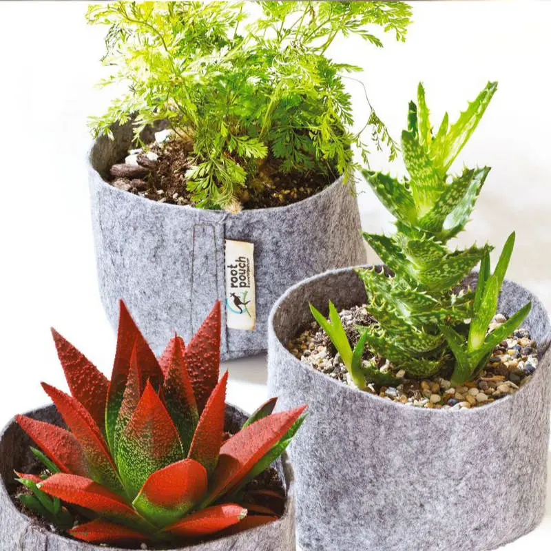 Avantages des Root Pouch
