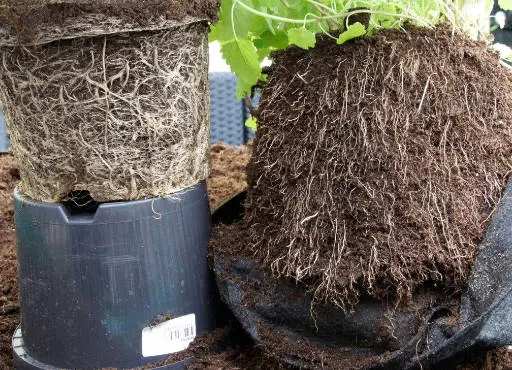 Système racinaire des plantes en Root Pouch