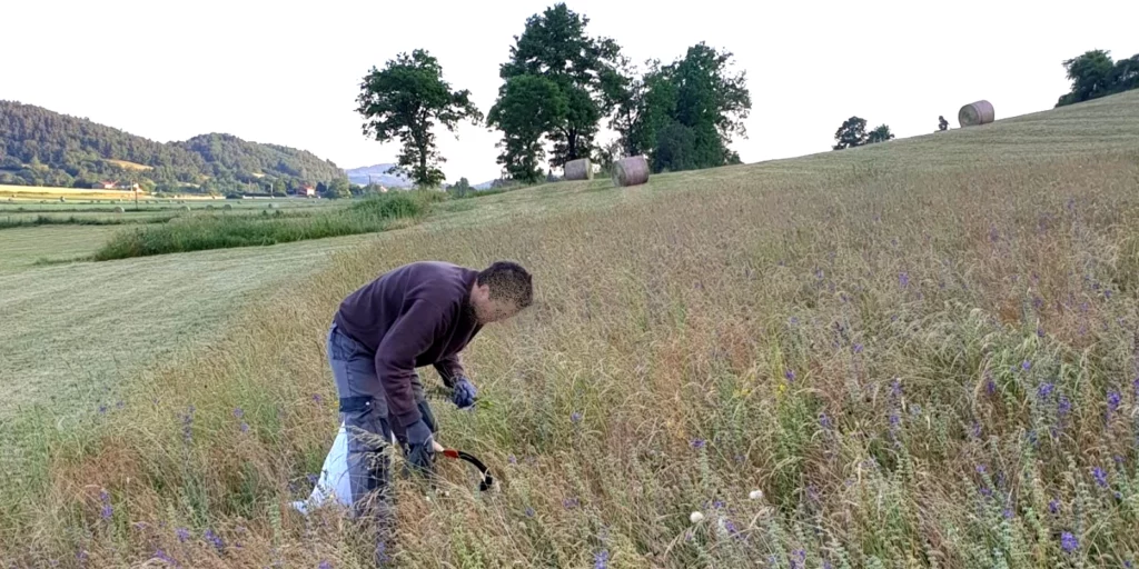 Récolte des graines Végétal Local