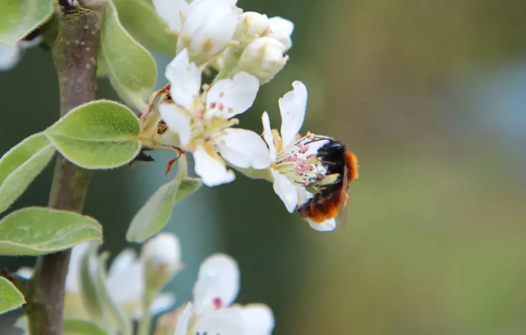 Poirier calleryana