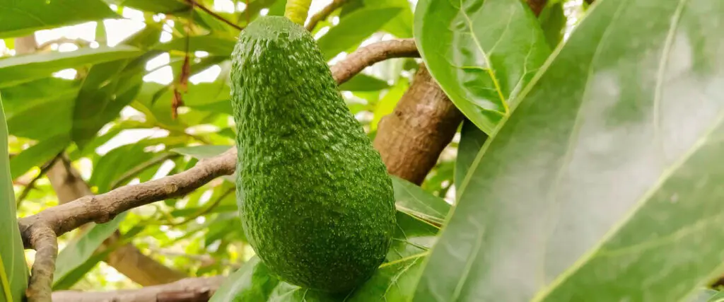 Avocatier Tropicaflore
