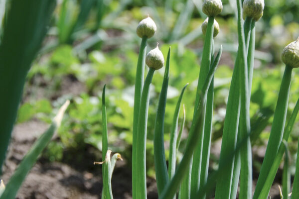 Les engrais pour les plantes aromatiques