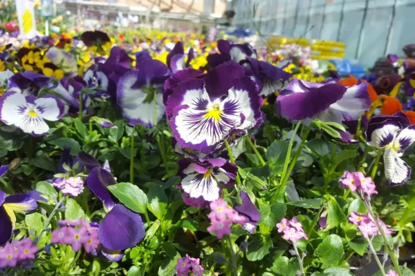 Plantes et végétaux direct producteurs