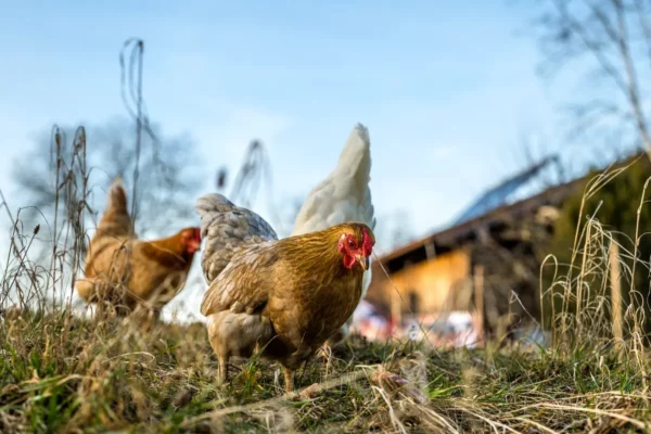 Poules et poulaillers