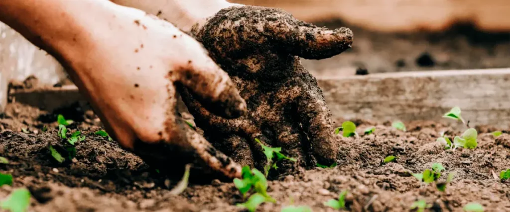 Analyse agronomique de la terre du jardin