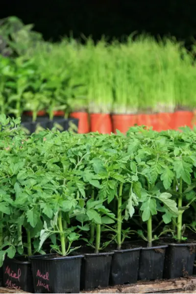 Vente de plants de variétés potagères anciennes