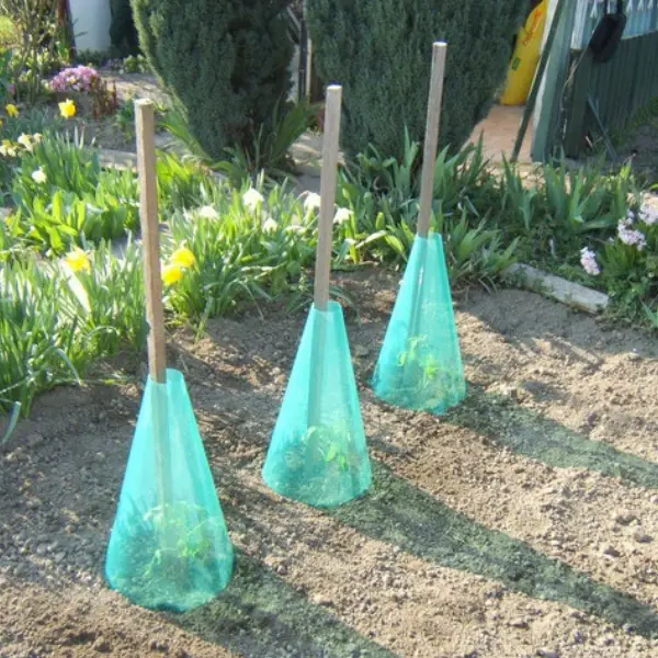 Cônes de forçage potager