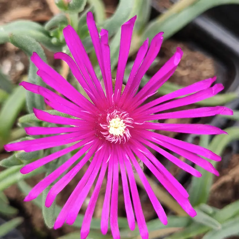 Delosperma Cooperi rose