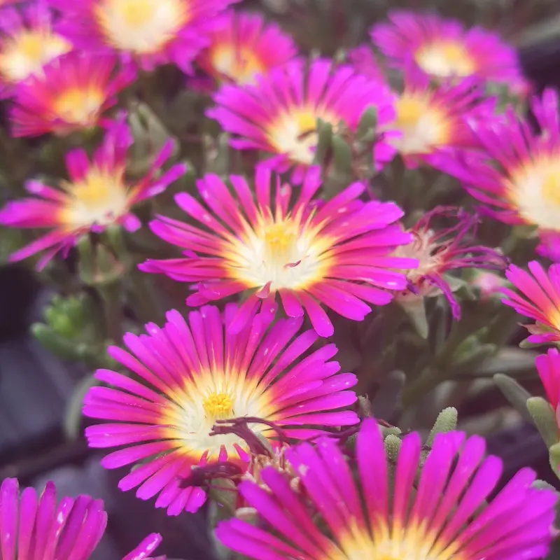 Delosperma Hot Pink