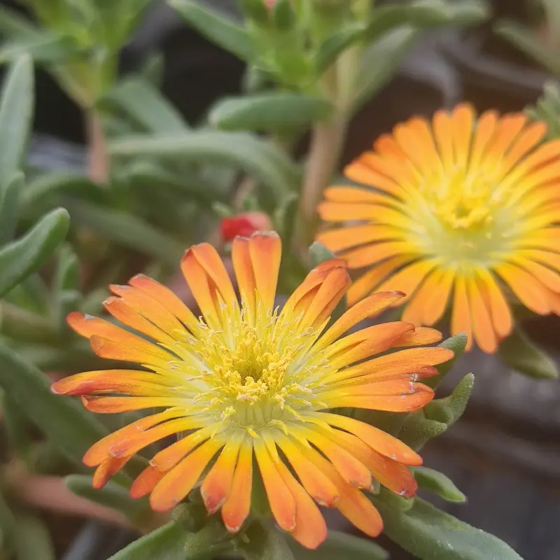 Delosperma orange