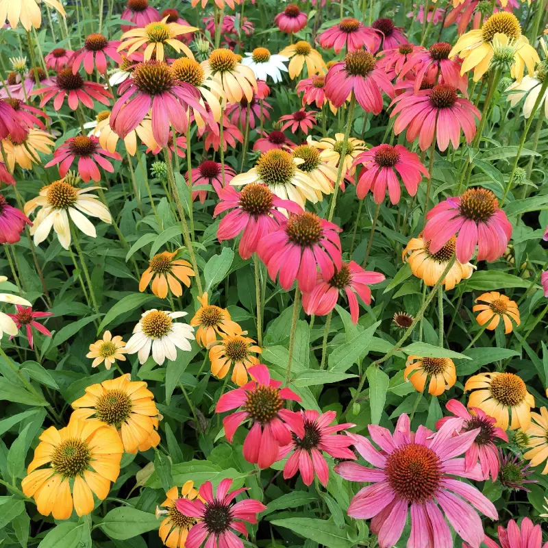 Echinacea Cheyen