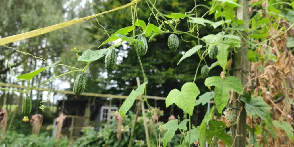Les potagers en permaculture d'Autonomie Potagère