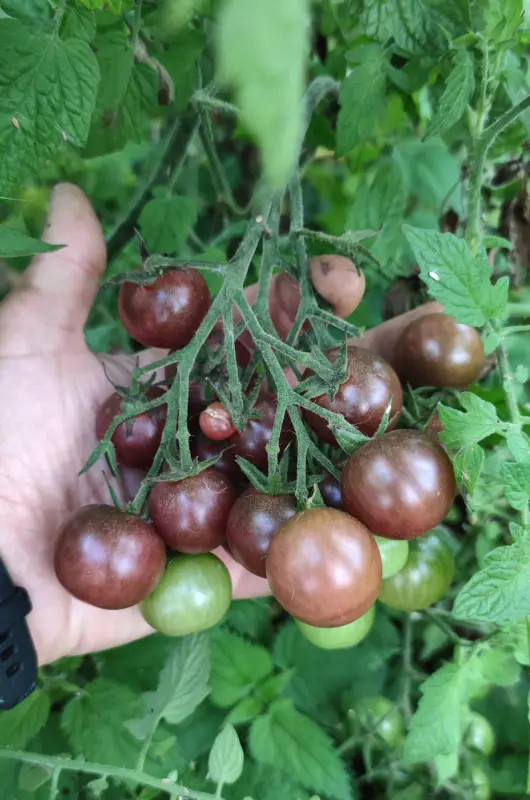 Les potagers en permaculture d'Autonomie Potagère