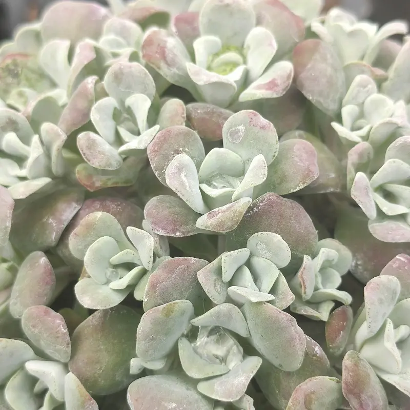 Sedum Spathulifolium Purpureum