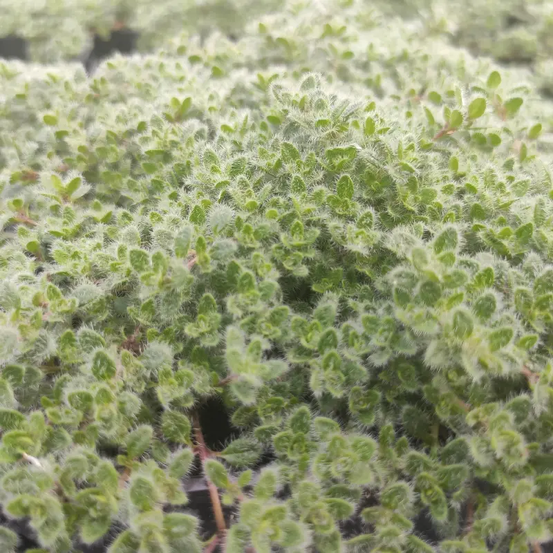 Thym laineux