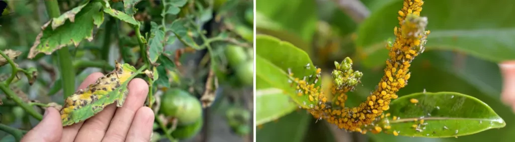Les maladies des plantes