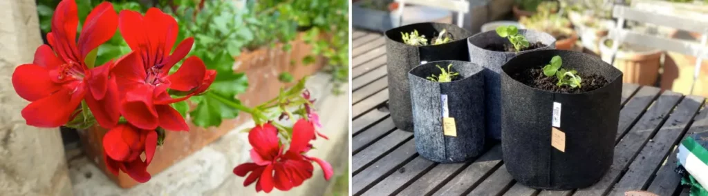 Les plantes en pot