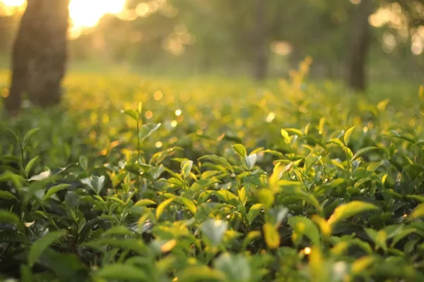 5 conseils pour prendre soin de son jardin en été