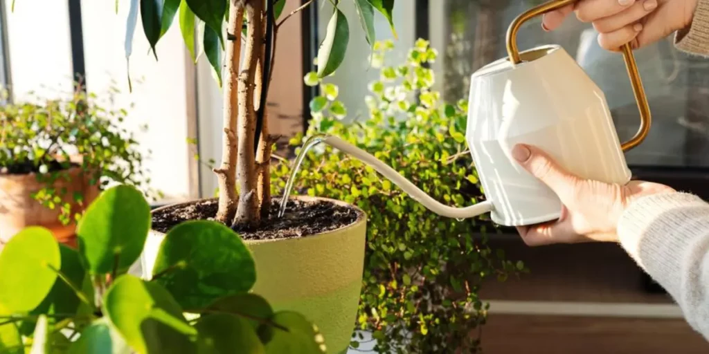 Soigner ses plantes d'intérieur