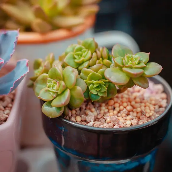 Succulentes