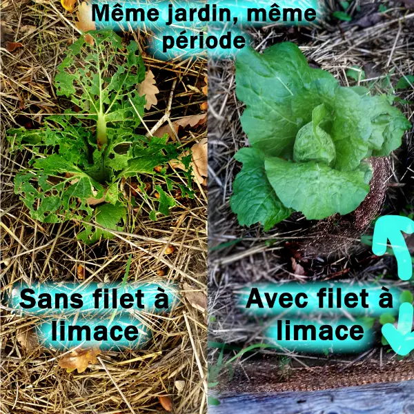 Filet anti-limaces Springday Permaculture