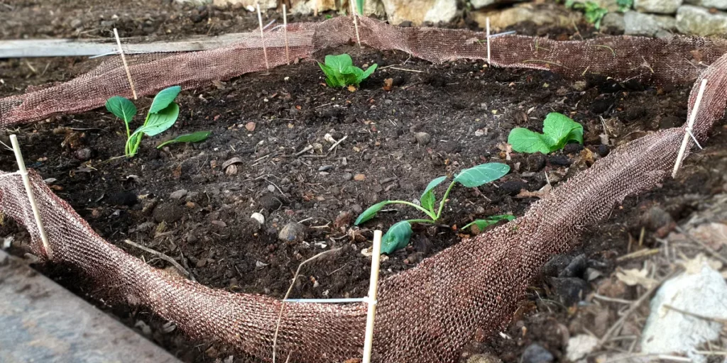 Potager avec filet anti-limaces