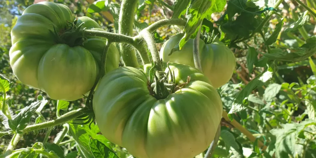 Un potager productif en permaculture