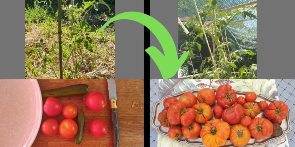 Récoltes potager Springday Permaculture