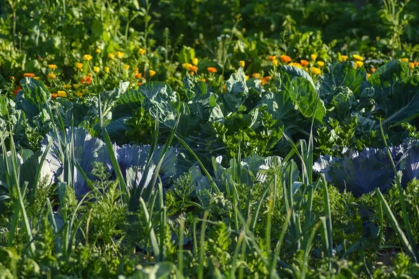 Springday Permaculture