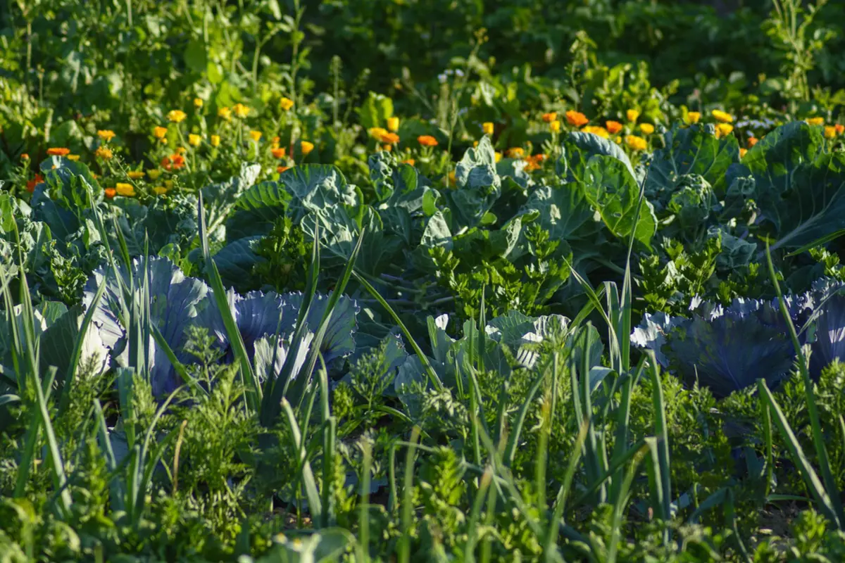 Springday Permaculture