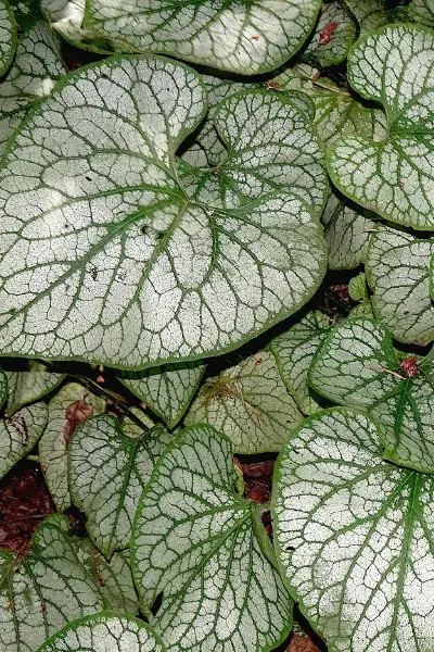 Peperomia
