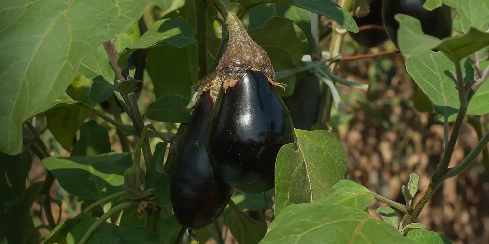 Aubergines noires