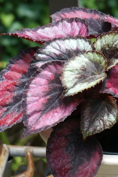 Begonia rex