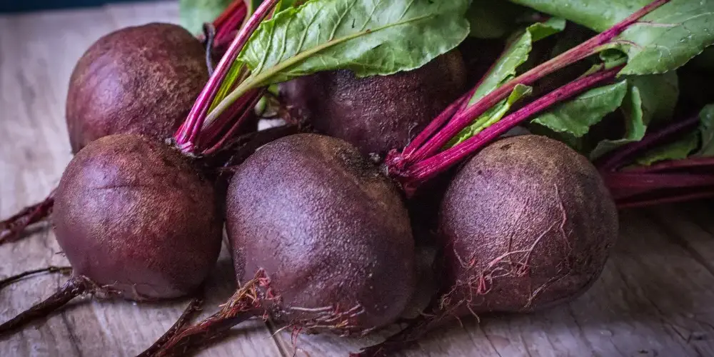 Betterave noire d'Egypte