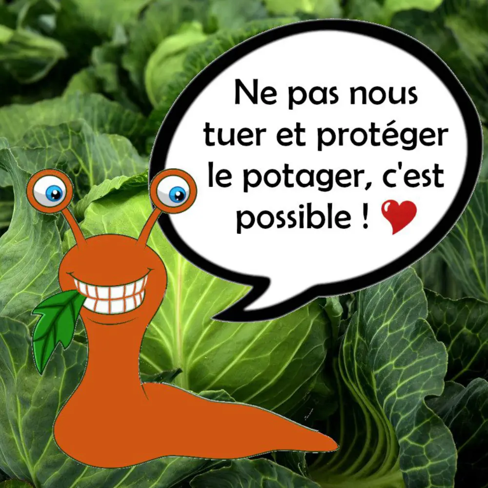 Filet anti-limaces en cuivre