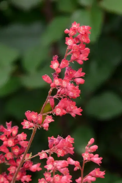 Hampe florale d'une heuchère