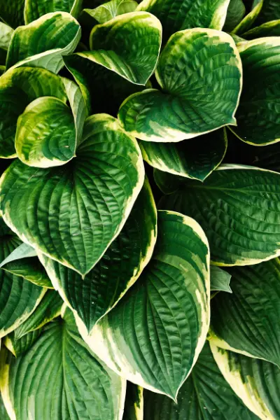 Hostas
