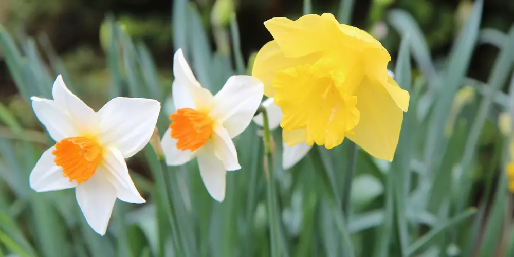 Narcisses au printemps