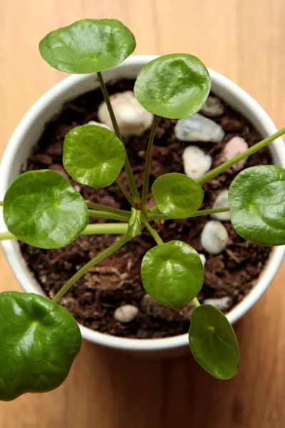 Pilea